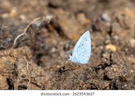 Attēlu rezultāti vaicājumam “Celastrina argiolus underside”