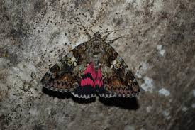 Attēlu rezultāti vaicājumam “Catocala sponsa”