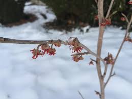 Attēlu rezultāti vaicājumam “Hamamelis virginiana bud”