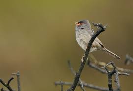 Image result for Sylvia sarda