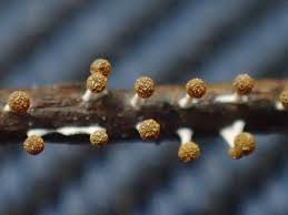 Attēlu rezultāti vaicājumam “Physarum melleum macro”