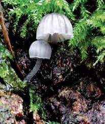 Attēlu rezultāti vaicājumam “Mycena pseudocorticola”