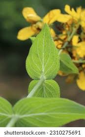 Attēlu rezultāti vaicājumam “Clusiaceae”