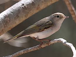 Image result for Phylloscopus orientalis