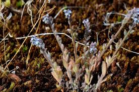 Attēlu rezultāti vaicājumam “Myosotis stricta”