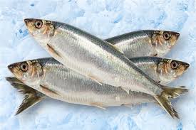 Image result for Clupea pallasii