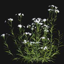 Attēlu rezultāti vaicājumam “Stellaria holostea fruit”