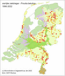 Attēlu rezultāti vaicājumam “Proutia betulina”