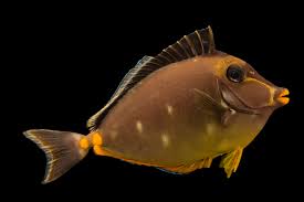 Image result for Naso lituratus