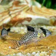 Image result for fish corydoras