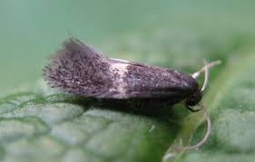 Attēlu rezultāti vaicājumam “Elachistidae”