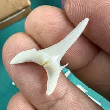 Image result for Odontaspis ferox