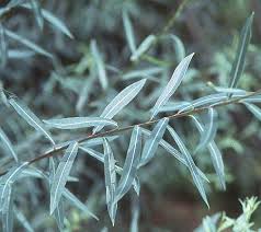 Attēlu rezultāti vaicājumam “Salix”