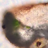 Attēlu rezultāti vaicājumam “Lecanora argentata”