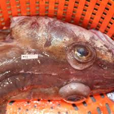 Image result for Arctogadus glacialis