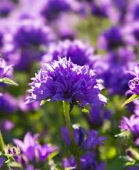 Image result for Campanula strigosa
