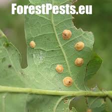 Attēlu rezultāti vaicājumam “Neuroterus quercusbaccarum”