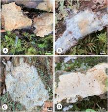 Attēlu rezultāti vaicājumam “Sidera lenis”