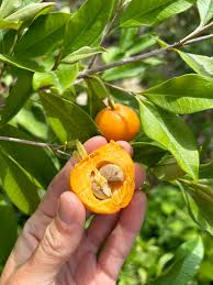 Attēlu rezultāti vaicājumam “Phyteuma spicatum fruit”