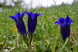 Attēlu rezultāti vaicājumam “Trachyspora intrusa”