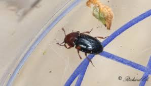 Attēlu rezultāti vaicājumam “Dacne bipustulata”