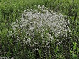 Attēlu rezultāti vaicājumam “Gypsophila fastigiata leaf”