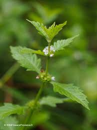 Attēlu rezultāti vaicājumam “Lycopus europaeus flower”
