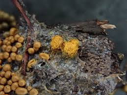 Attēlu rezultāti vaicājumam “Trichia scabra”