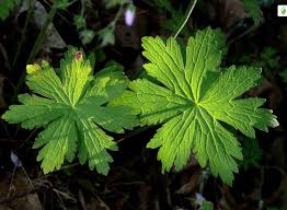Attēlu rezultāti vaicājumam “Geranium sylvaticum leaf”