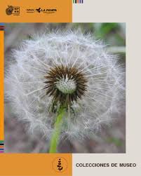 Image result for diente de leon