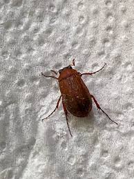 Attēlu rezultāti vaicājumam “Serica brunnea imago”