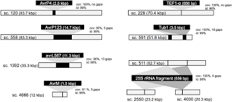 Attēlu rezultāti vaicājumam “Melampsora magnusiana”