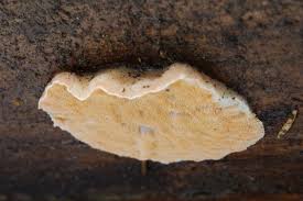 Attēlu rezultāti vaicājumam “Skeletocutis amorpha”