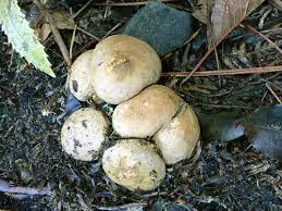 Attēlu rezultāti vaicājumam “Rhizopogon luteolus”