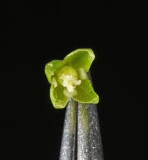 Attēlu rezultāti vaicājumam “Sagina procumbens fruit”