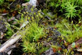 Attēlu rezultāti vaicājumam “Dicranella staphylina”