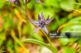 Attēlu rezultāti vaicājumam “Swertia perennis”