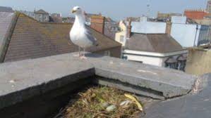 Attēlu rezultāti vaicājumam “Larus argentatus nest”
