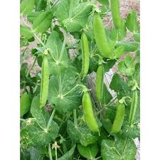 Attēlu rezultāti vaicājumam “Pisum sativum”