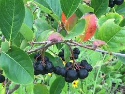 Attēlu rezultāti vaicājumam “Aronia melanocarpa leaf”