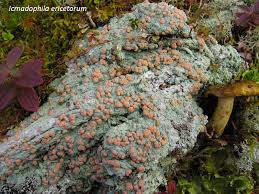 Attēlu rezultāti vaicājumam “Icmadophila ericetorum”