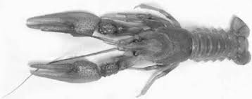 Attēlu rezultāti vaicājumam “Astacus leptodactylus”