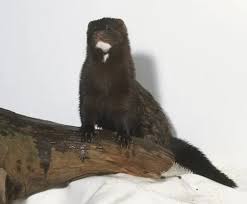 Attēlu rezultāti vaicājumam “Mustela vison”