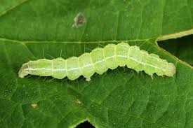 Attēlu rezultāti vaicājumam “Hypena rostralis”