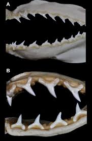 Image result for Alopias pelagicus