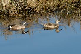 Image result for Anas discors