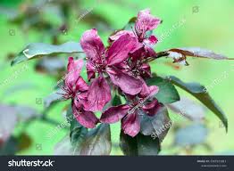 Attēlu rezultāti vaicājumam “Malus purpurea”