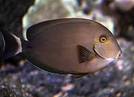 Image result for Acanthurus blochii