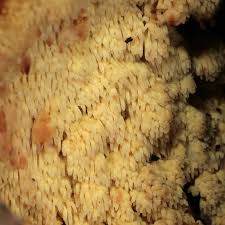 Attēlu rezultāti vaicājumam “Sarcodontia crocea”