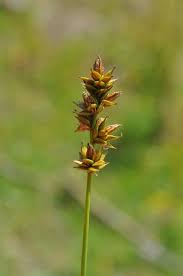 Attēlu rezultāti vaicājumam “Carex spicata”
